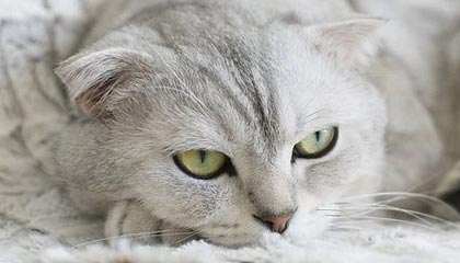 德媒：特尔施特根因伤退出巴萨沙特训练营|巴塞罗那|德国|半决赛|西班牙超级杯|毕尔巴鄂竞技_新浪体育_新浪新闻